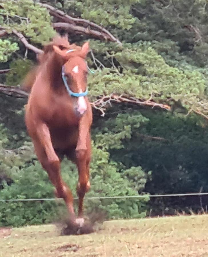 Вилла Haras De Seranon Экстерьер фото